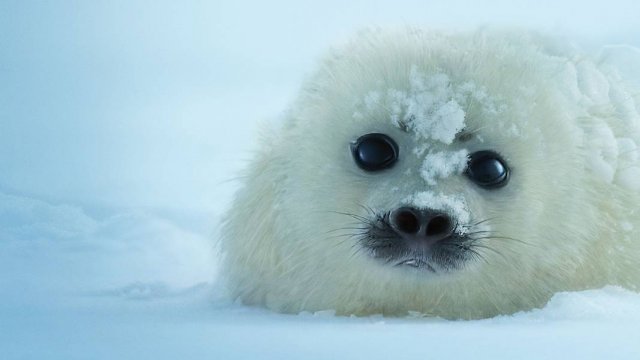 Сериал Наша планета — 1 сезон 1 серия / Our Planet