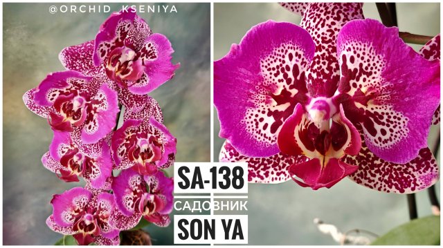 Phal. SA-138 от садовника Son Ya 🌺 Второе цветение яркой азиатской орхидеи бабочки | Обзор
