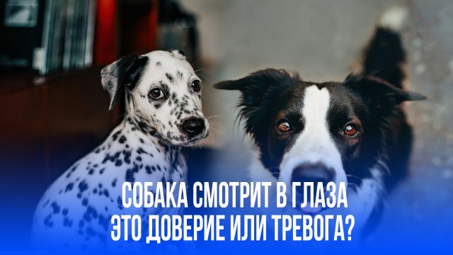 Тайный язык собак: что значит долгий взгляд питомца и как он укрепляет вашу связь