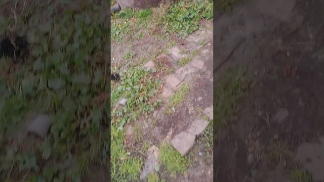 1000003802.mp4