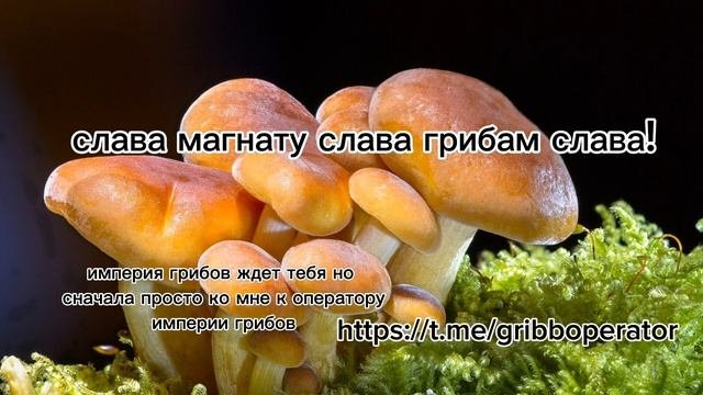 слава магнату! слава грибной империи