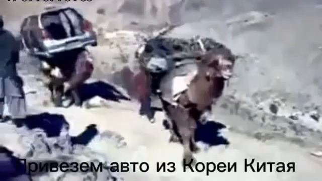 Привезём авто из Кореи Китая и Японии в любой город России! Бесплатно!