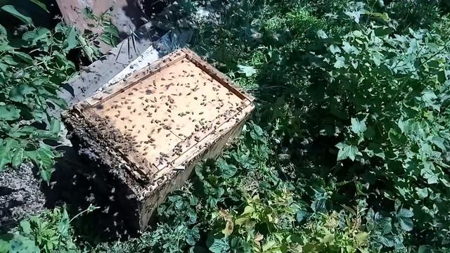"Лето, ах лето..."   Умные пчёлы сами сразу заходят в волшебный ящик.