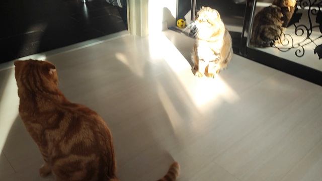 не хочет целоваться😄 недотрога🐱