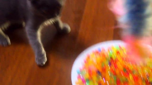 КОТЕНОК ПРИНИМАЕТ ВАННУ ИЗ ШАРИКОВ ОРБИЗ! BAD BABY