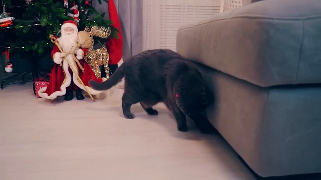 ПОДПИСЧИКИ УПРАВЛЯЮТ ДНЕМ КОШЕЧКИ БАТТЕРС | ДЕЛАЕМ ПОМНИ из УДИВИТЕЛЬНОГО ЦИРКА или ШАЙЛУШАЯ ?