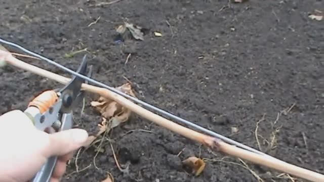 На сколько глазков обрезать виноград