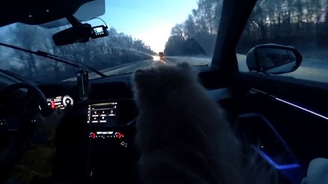 24 часа В МАШИНЕ С КОШКОЙ И СОБАКОЙ | Еще Одно Путешествие Кошечки Баттерс и Собачки Элис