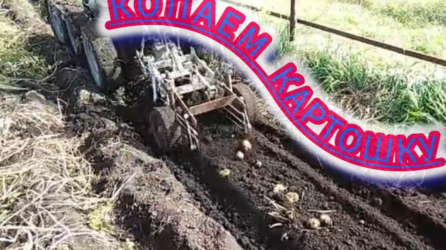 Мотоблок МТЗ-05 с адаптером и гусеничной приставкой копает картошку как полноценный минитрактор.