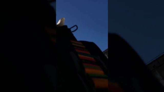Я гуляю с ЛП  :З