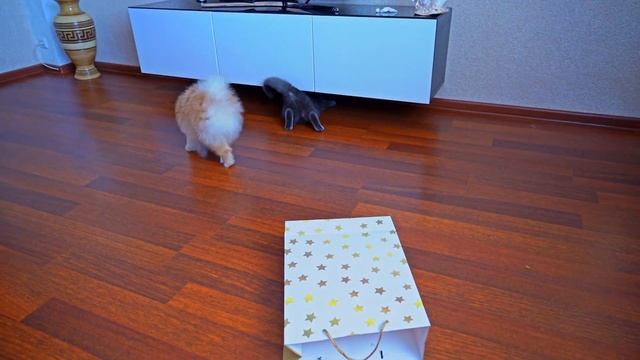 ВСТРЕЧА С ПОСЛЕ РАЗЛУКИ КОШЕЧКИ БАТТЕРС И СОБАЧКИ ЭЛИС - ЧТО ПРОИЗОШЛО?!