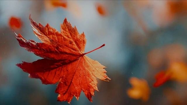 Осень златом расписала