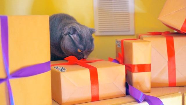 КОШЕЧКА VS 100 ЛЕНТОЧЕК | ВСЕ КОТИКИ ТАКИЕ