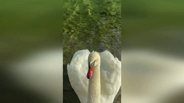 Леонид ГОМЗЯКОВ "Я здесь живу..." (автор - Александр Галицкий)