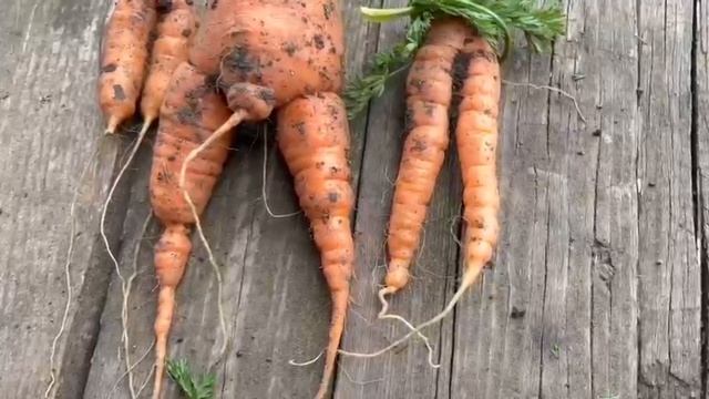 Мексиканский сериал, после копки марковки! 🤣