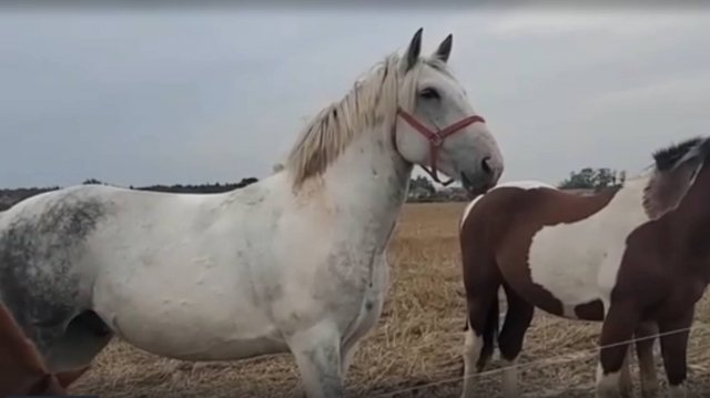 Лошади🐎 лес. Уютный вечер на природе.🌳🌲
