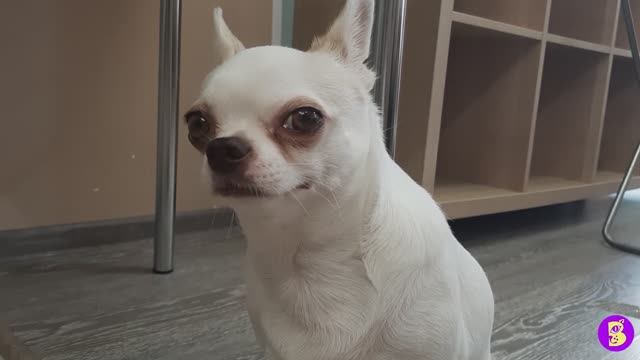 ДЕЛЕЖКА ЕДЫ** САМА НЕ БУДУ и НИКОМУ НЕ ДАМ** КТО САМЫЙ ЖАДНЫЙ ПЁСИК?