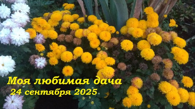 24.09.2025 _ Моя любимая дача