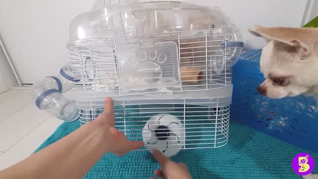 РЕАЛЬНАЯ ЖИЗНЬ ХОМЯЧКА** ОБЗОР 3-х ЭТАЖНОЙ КЛЕТКИ для ВИЛИ** ЧИСТИМ КЛЕТКУ ХОМЯКУ