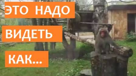 Обезьяна сильно хотела Сникерс... СМОТРЕТЬ ДО КОНЦА
