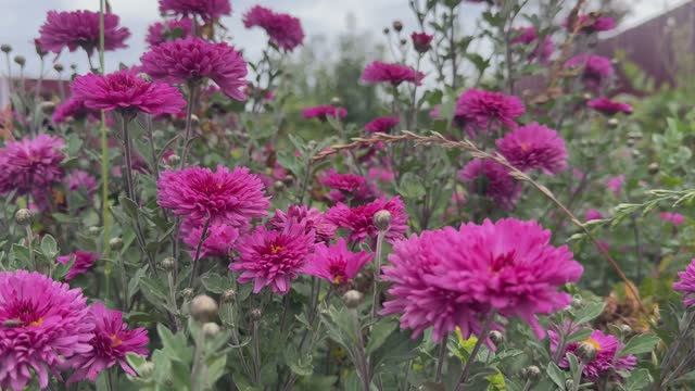 🎶 🎼Алла Пугачева - «Осенние листья»