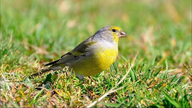 Как поет вьюрок. Вьюрок канареечный желтобрюхий. Звук вьюрка в природе