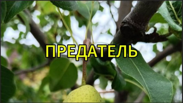 Предатель, или хулиган поневоле