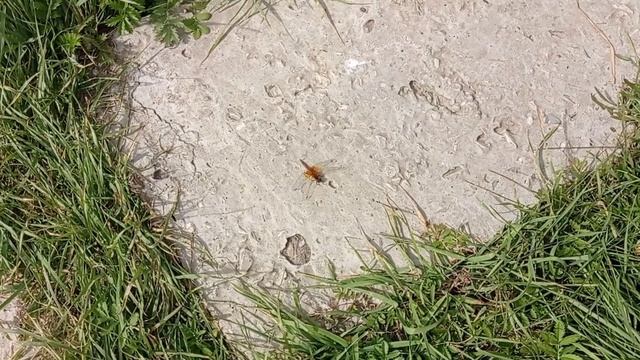 Осенние ... | Николай Артемьев