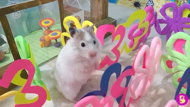 КРАСТИ ЛАБИРИНТ** КАК ХОМЯЧКАМ НЕ ЗАБЛУДИТЬСЯ