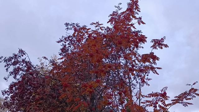 ОСЕННИЙ ПЕЙЗАЖ