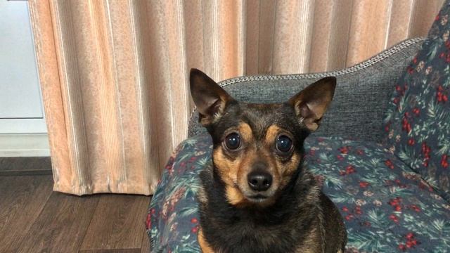 Принц в ожидании своего любимого...