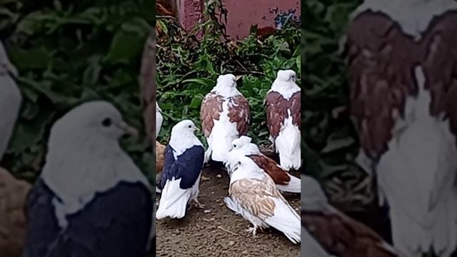 голуби Ломова