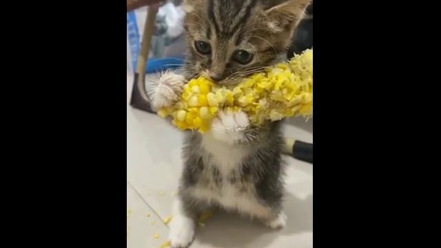 жадный котик и кукуруза