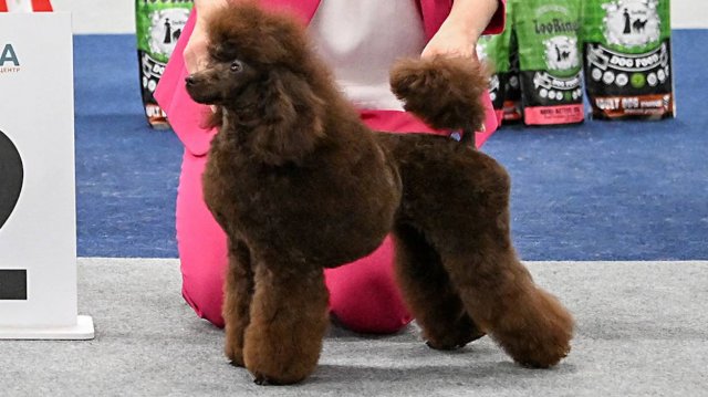 Джентли Борн Инзолия 05.10.2025 Москва, выставка моно пуделей