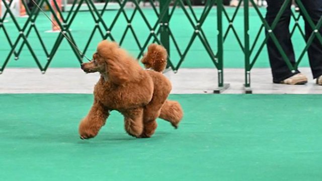 Джентли Борн Виникола 05.10.2025 Москва, выставка моно пуделей