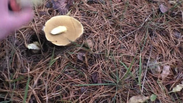 Ушли с соседом в лес по грибы! 🍄