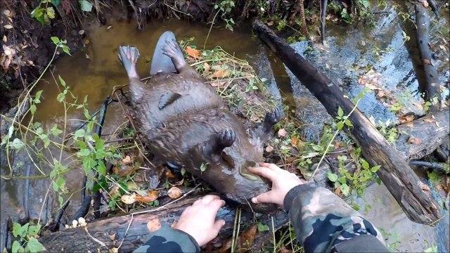 Осенняя охота на бобра с капканами КП-320(Будни охотника и рыбака)