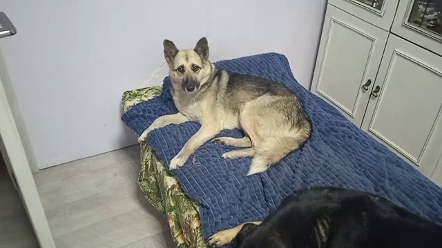 Сначала украдет твоё сердце.