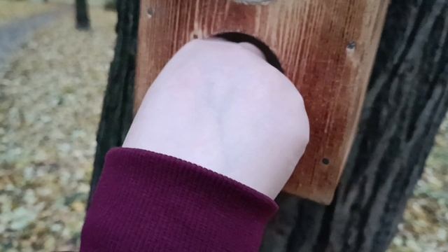 Парк/корм для белок/мы не ищем лёгких путей