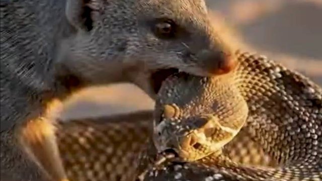 Майами рокабили 50-х