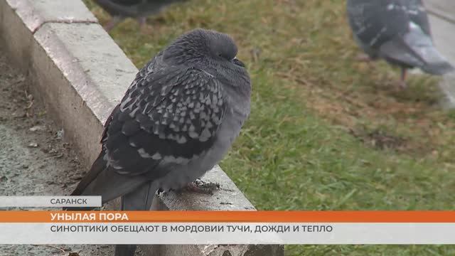 Синоптики обещают в Мордовии тучи, дожди и тепло