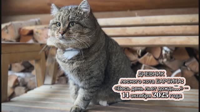 ДНЕВНИК лесного кота БАРСИКА: «Весь день льет дождь…» - 14 октября 2025 года