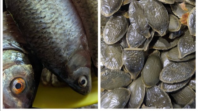 Сушу семечки голосеменной тыквы. Рыбалка удалась.