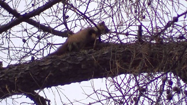 ОХОТА НА КУНИЦУ С ЛАЙКОЙ / Сезон 25-26г.