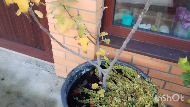 Новости на птичьем дворе. Южная жизнь на пенсии.