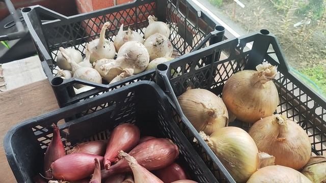 Лук Эксибишен, Белый Принц, Шаман.