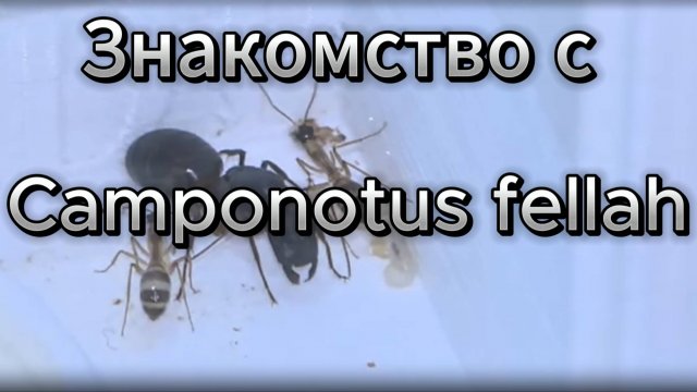 Знакомство с Camponotus fellah: матка и первые рабочие муравьи