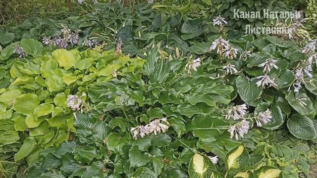 2025 (3). Много хост - Путешествие от хосты к хосте, 3 часть. С таймкодами в описании видео