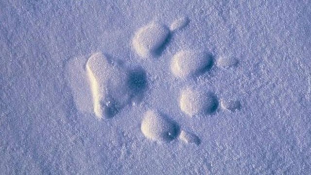 Зимняя прогулка