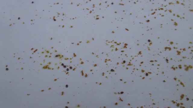 Обработка пчел в октябре